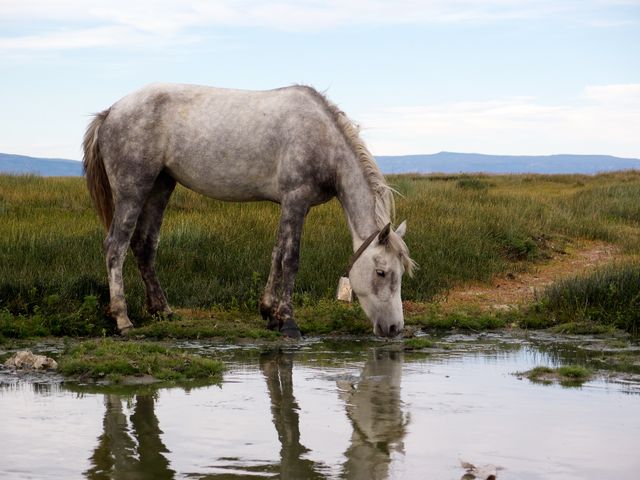 A horse with a bell, in El Calafate, Argentina.