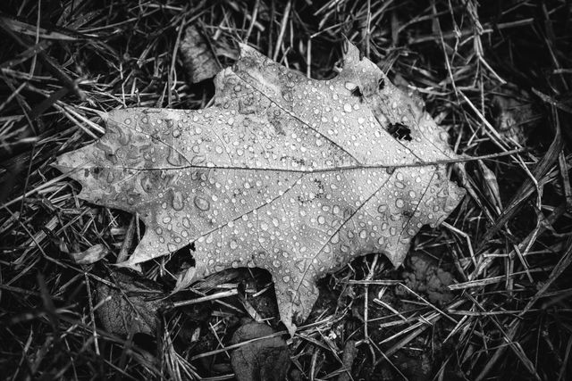 A leaf covered in rain drops on the ground at Valley Forge.