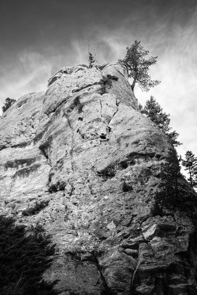 A small tree growing at the top of a massive hoodoo in Yellowstone.