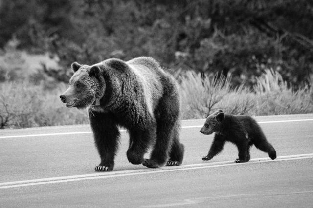 A grizzly sow walking down the middle of a road with her COY.