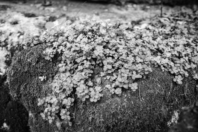 Vegetation and moss on a rock at Russell Cave.