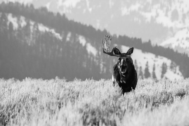 A bull moose standing in the sagebrush in Antelope Flats, looking towards the camera. His right antler is very large, but his left antler has been shed.