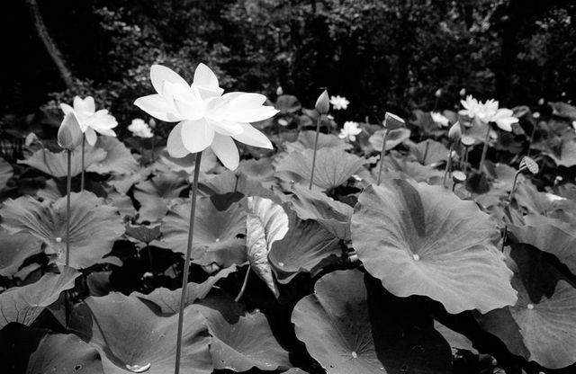 Water lilies at Kenilworth Aquatic Gardens.