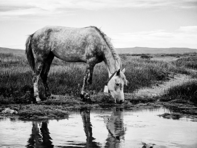 A horse drinking water in El Calafate, Argentina.