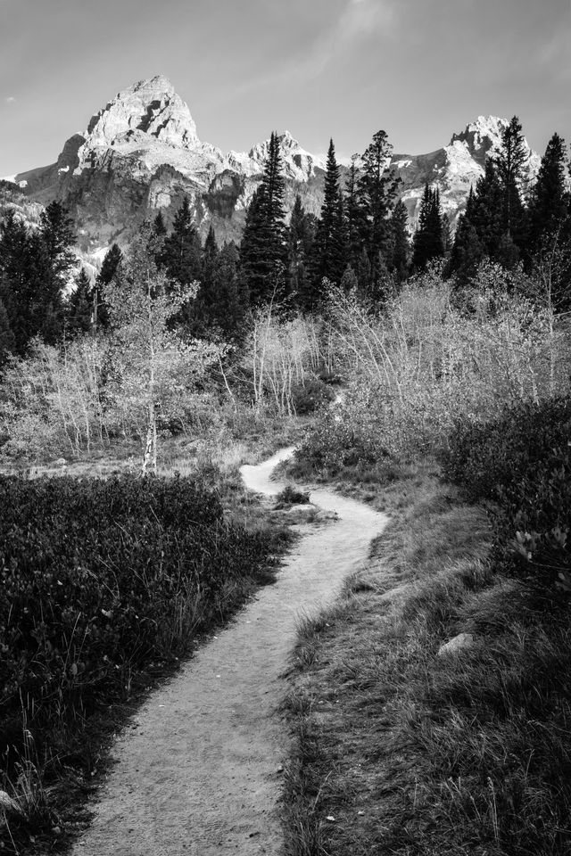 A winding trail leading towards aspen trees in fall colors. In the background, Grand Teton, Mount Owen, and Teewinot Mountain in morning light.