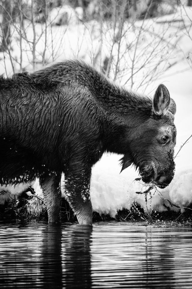 A young wet moose standing in a pond, pulling plants out of the water with its mouth.