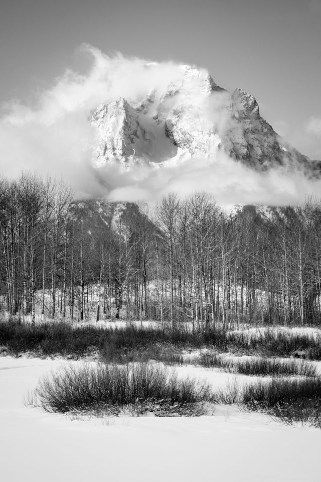 Mount Moran shrouded in clouds behind a line of aspen trees at Oxbow Bend.