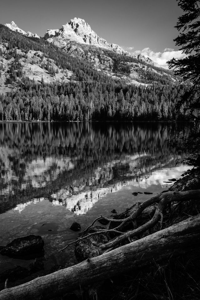 Mount Owen and Teewinot Mountain, seen reflected on the surface of Bradley Lake. In the foreground, rocks, a fallen log, and  the roots of a tree.