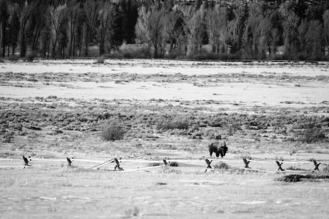 A bison in a field behind a fence at Grand Teton National Park.