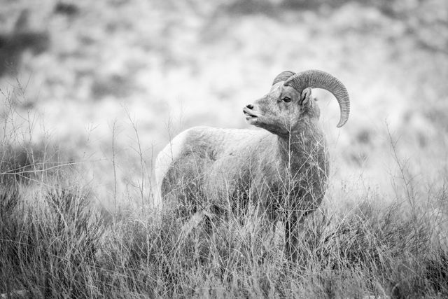 A young bighorn ram standing in brush, looking towards the left of the frame, while displaying the flehmen response, with his upper lip raised, baring his teeth.