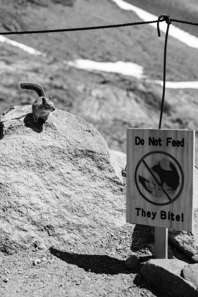 A golden-mantled squirrel near a sign that reads "do not feed, they bite!" on Panorama Point at Mount Rainier National Park.