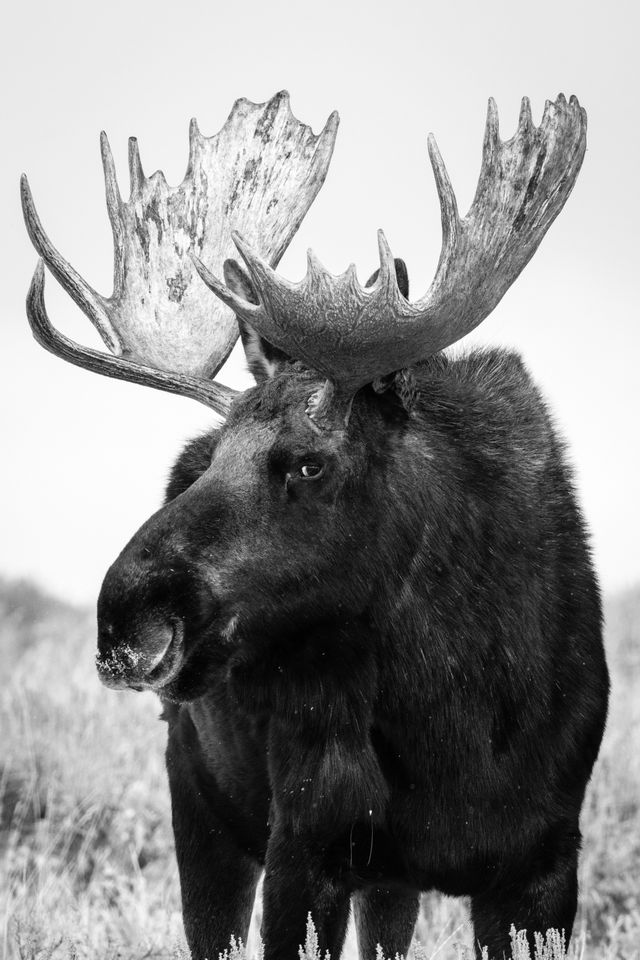 A bull moose standing and looking sideways at my camera at Antelope Flats, Grand Teton National Park.