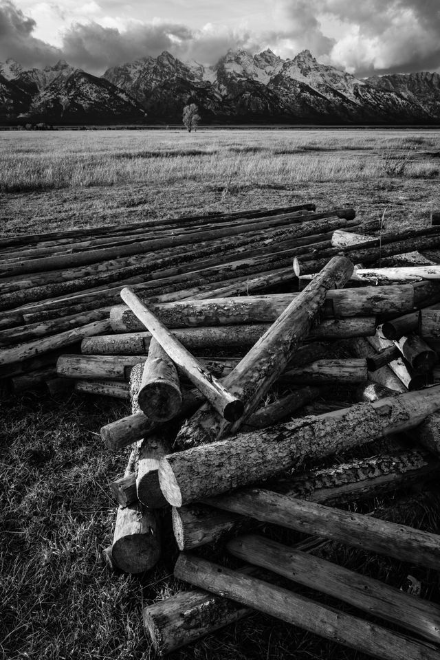 Logs lying on the ground near Mormon Row. In the background, a lone tree in front of the Teton range.