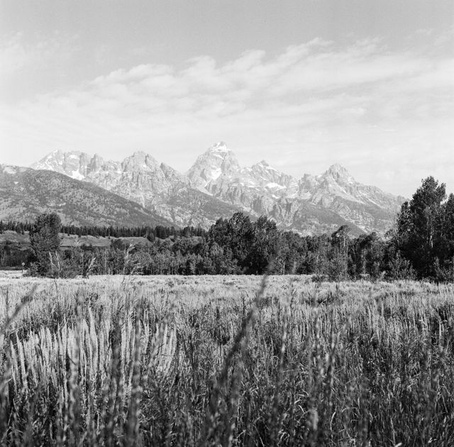 The Tetons, seen behind a line of trees near Moose, Wyoming.