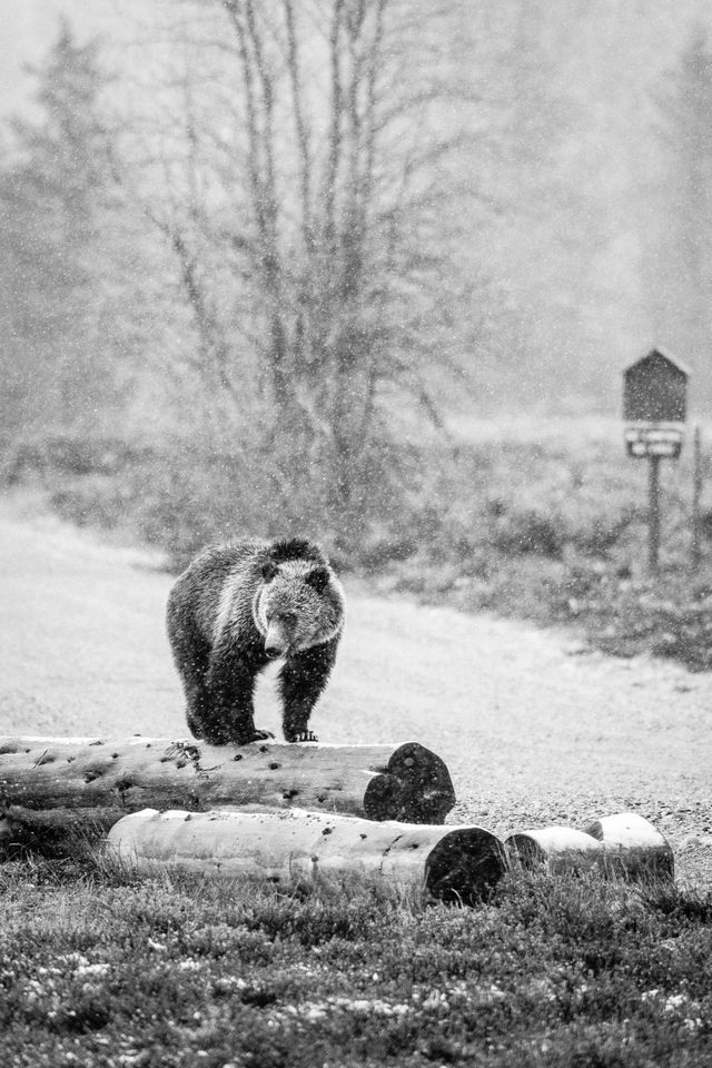 A grizzly bear walking on a log on the side of the road.