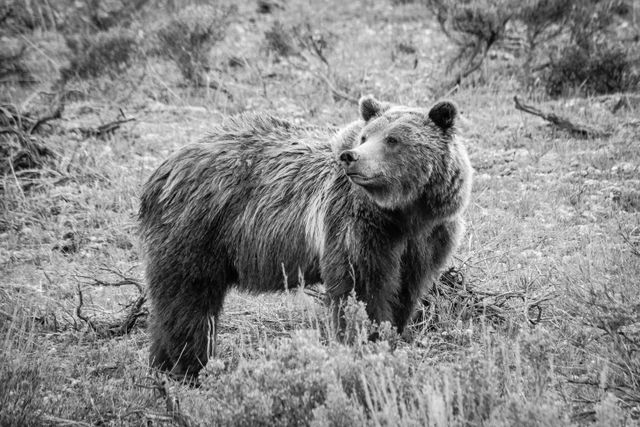 Side view of Grizzly 399. She's looking over her shoulder to her right, and her fur is a little wet.