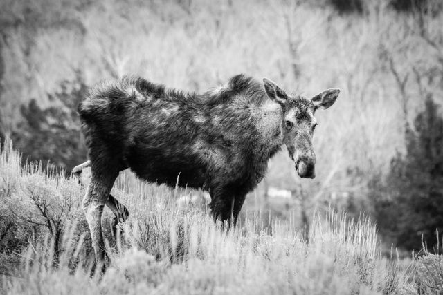 A cow moose, walking on sagebrush.