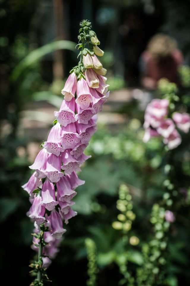 Some sort of foxglove at the United States Botanic Garden.