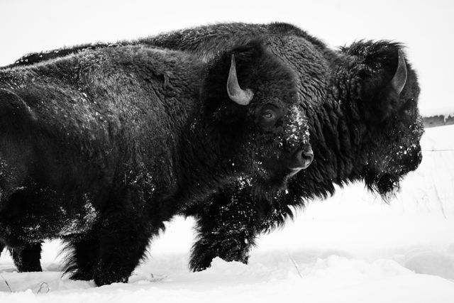 Two bison standing next to each other in the snow, at Elk Ranch Flats.