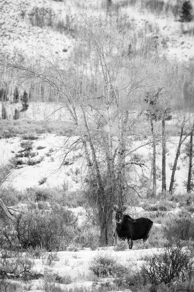 A bull moose standing next to a tree in a snow-covered field.