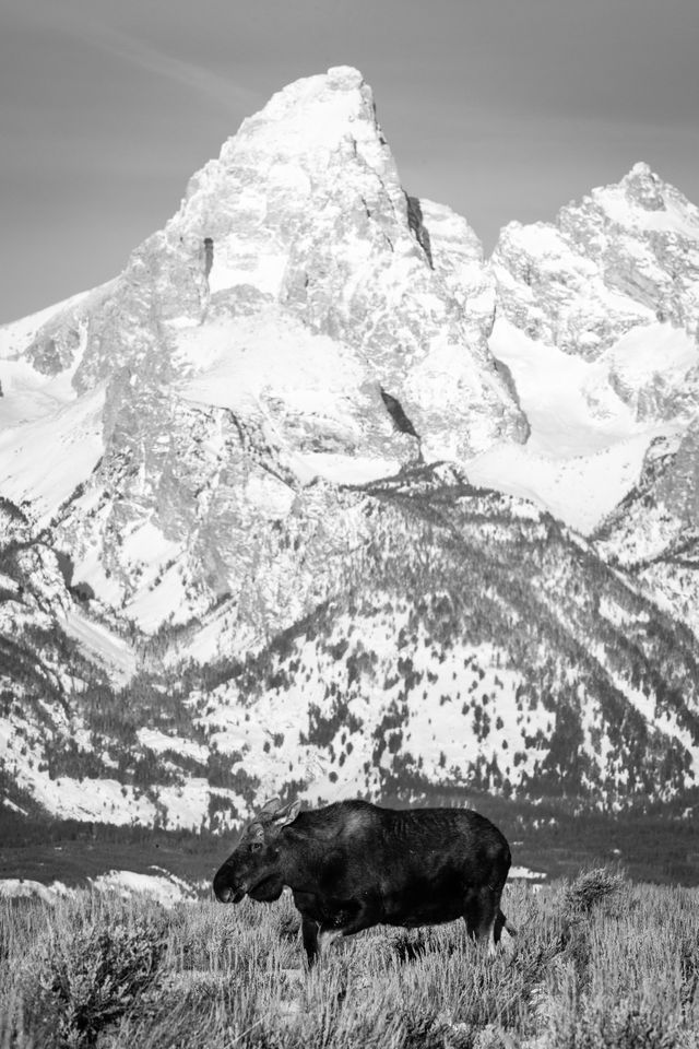 A bull moose without antlers, walking among the sagebrush in Antelope Flats. In the background, Grand Teton.