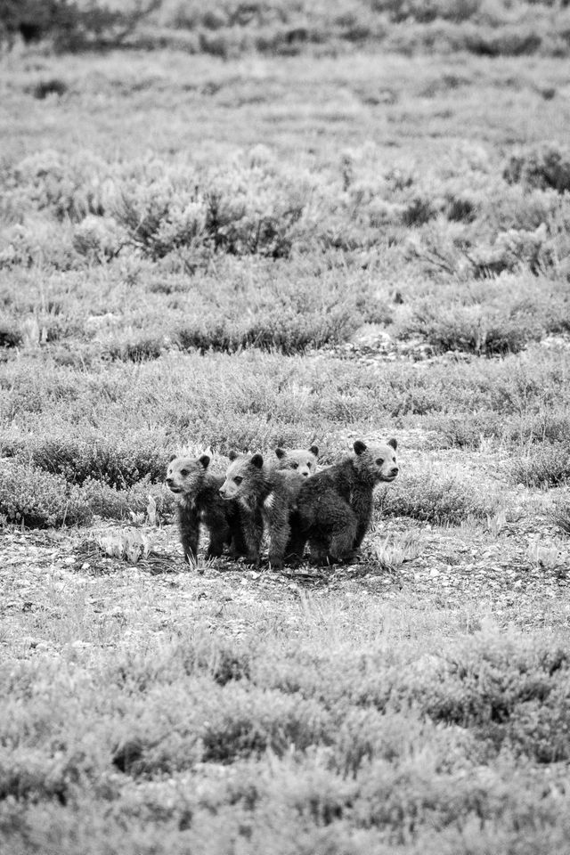 Four grizzly cubs, huddled in an open field.