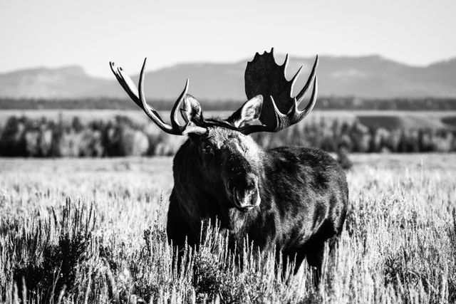 A bull moose with huge antlers, standing in a field of sagebrush, looking towards his side. In the background, a line of trees in front of the Teton range.