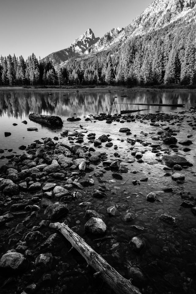 Rocks and logs in String Lake. In the background, Teewinot Mountain, behind a line of trees.