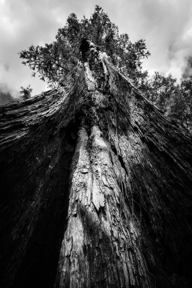 A view of the split trunk of a large bald cypress tree, looking up from its base.