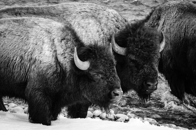 A group of bison standing on the Gros Ventre river.