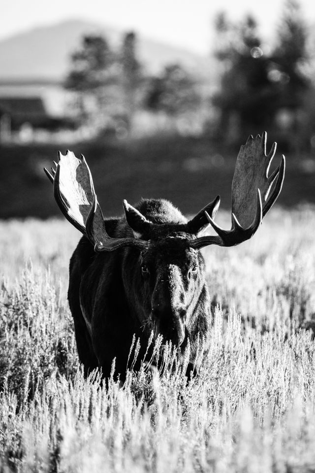 A bull moose with huge antlers, standing in a field of sagebrush, looking head-on towards the camera.