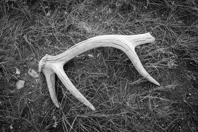 A shed elk antler on the ground at Uhl Hill.