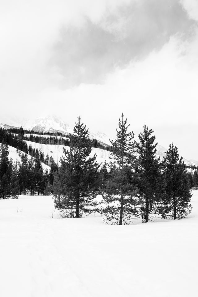 A copse of trees at the Taggart Lake Trailhead in Grand Teton National Park.