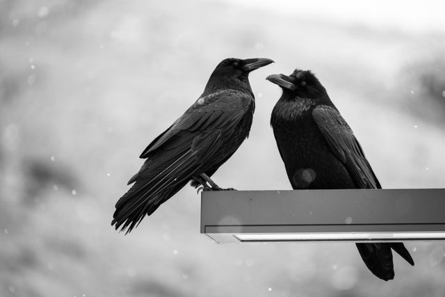 Two ravens sitting on a street lamp.