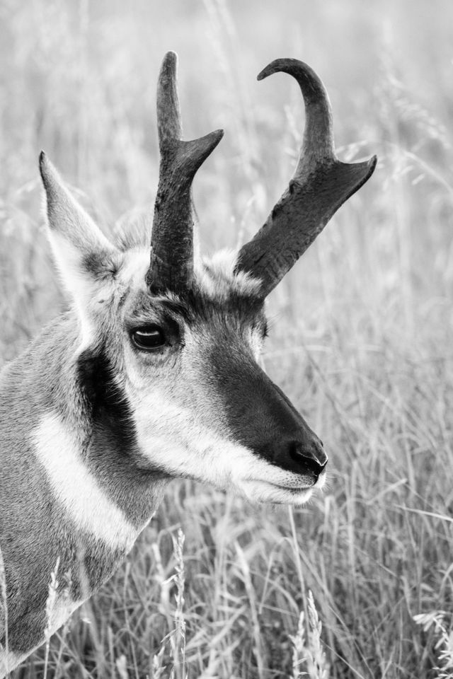 A close-up of a pronghorn, walking alongside the road near Mormon Row, Grand Teton National Park.