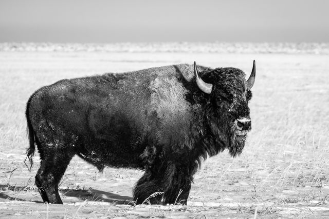 A frost-covered bison, standing in a snow-covered field.