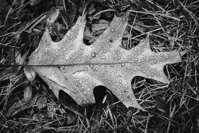 Rain drops on a leaf on the ground at Valley Forge.