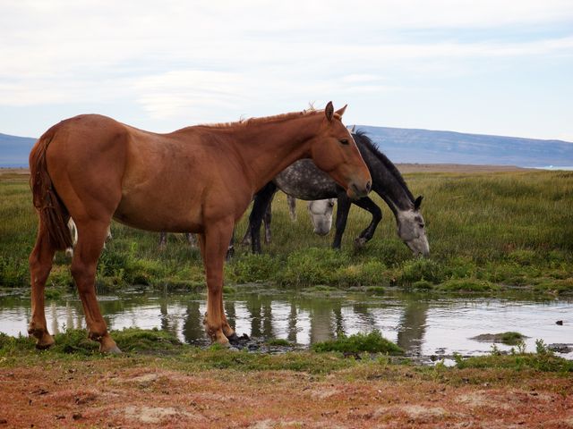 Horses in El Calafate, Argentina.