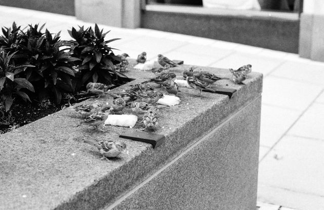 Birds eating breadcrumbs in downtown Washington, DC.