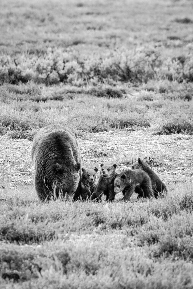 A grizzly sow digging in the ground, with her four cubs standing next to her.