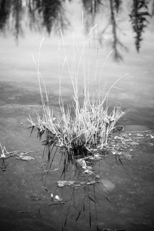 Reeds protruding from the surface of the frozen Snake River.