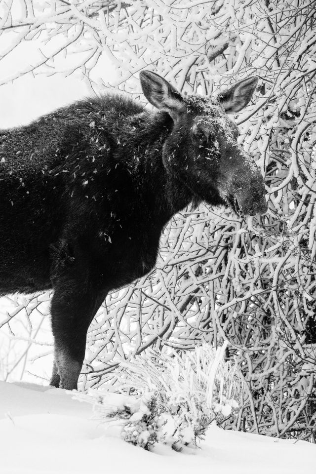 A cow moose, with her fur covered in snow and frost, standing in the snow next to a snow-covered tree, looking towards the camera.