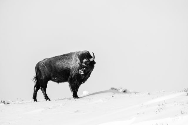 A bison at the top of a snow-covered hill, looking towards her side.