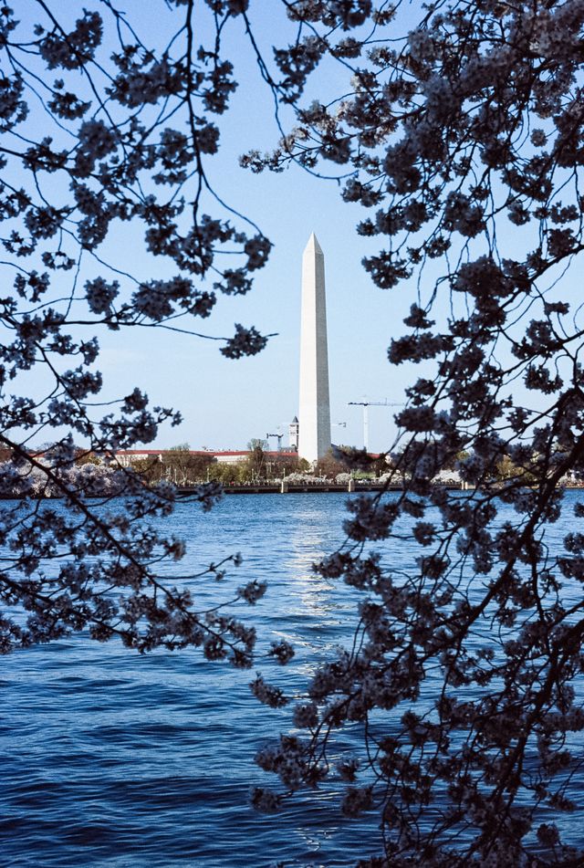 The Washington Monument, framed by cherry blossoms.