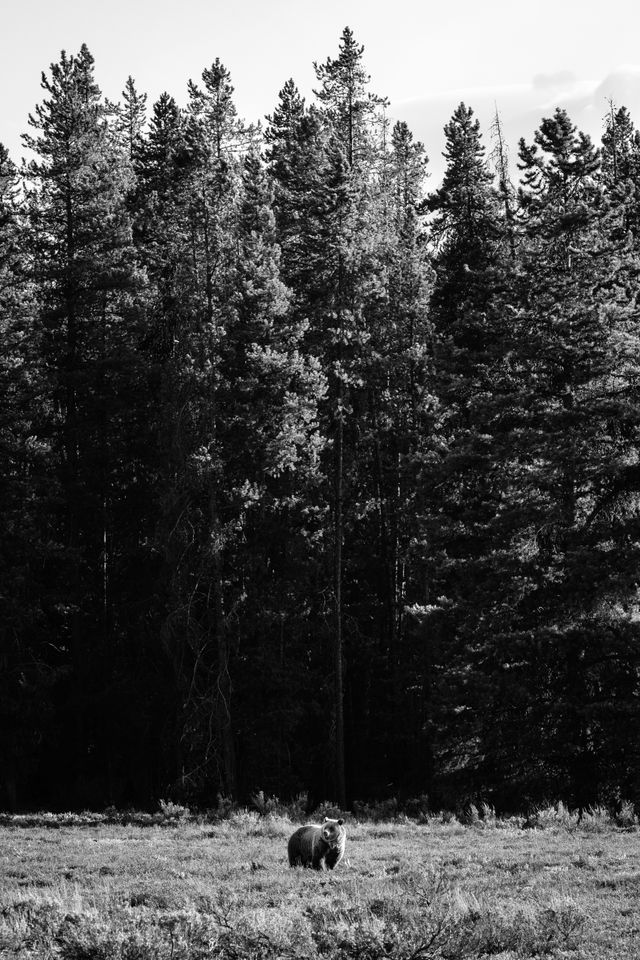 A grizzly bear standing in a field, in front of a line of pine trees.