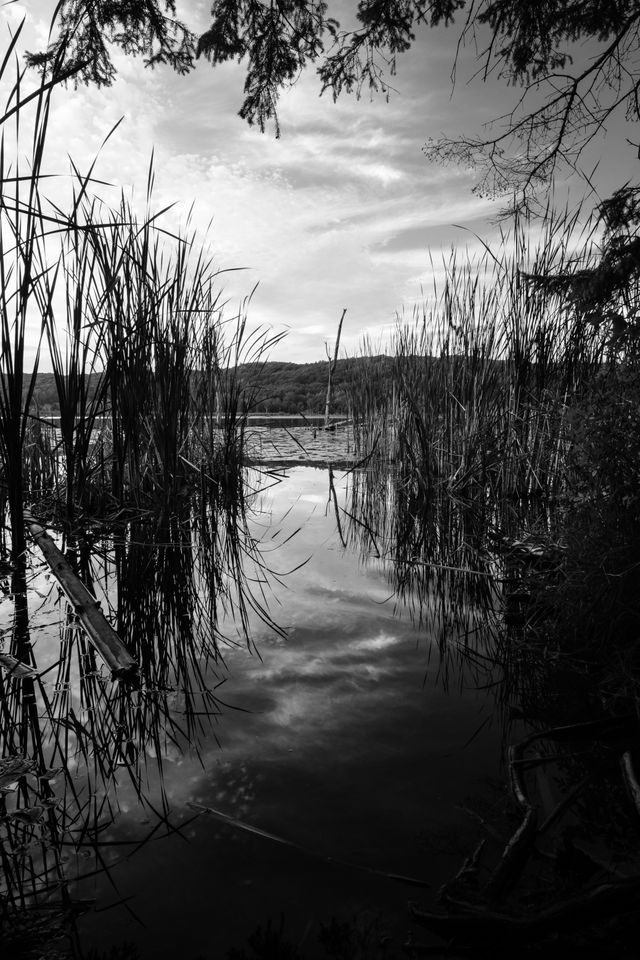 Reeds and lilly pads on Narada Lake at sunset.