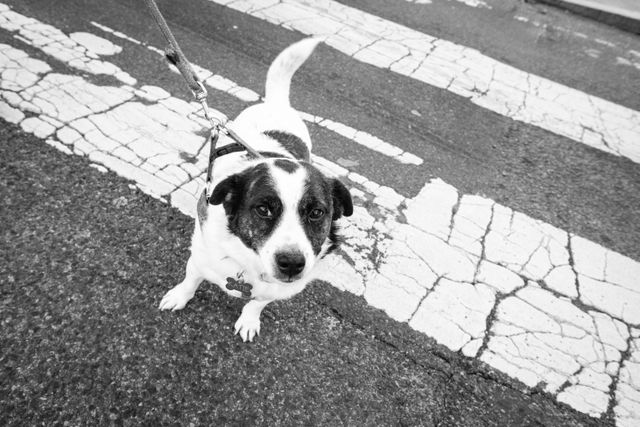 A very sweet dog named Katie crossing 16th Street NW near Adams Morgan.