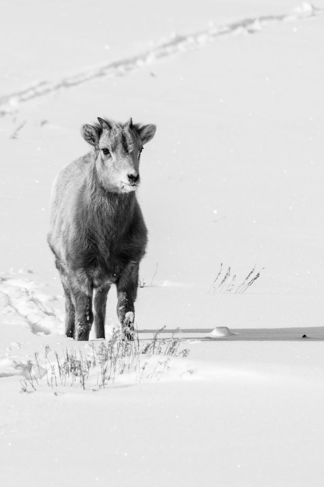 A bighorn lamb standing on a snow-covered hill with a few blades of sagebrush in the snow, looking towards the camera. A trail of its footprints can be seen in the snow.