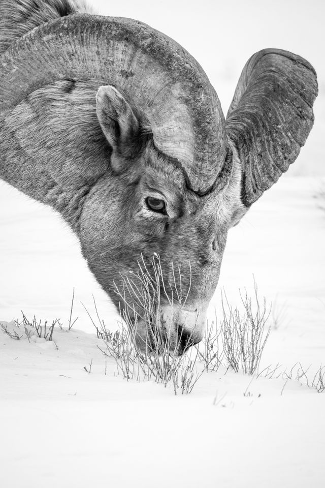 A close-up of a bighorn ram munching on dry forbs in the snow.