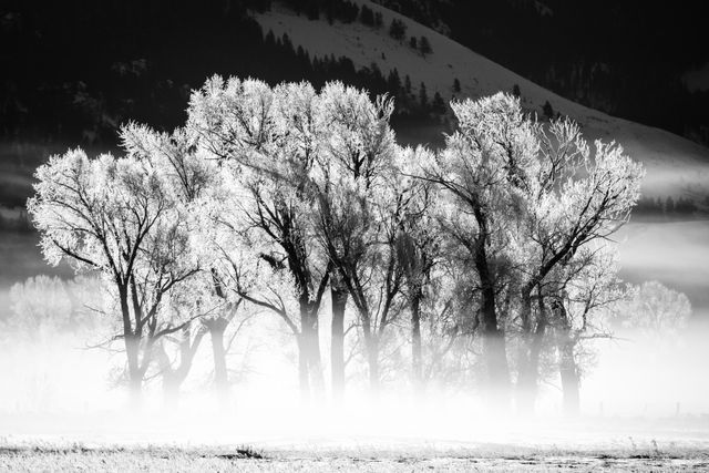 A group of trees covered in hoarfrost, shrouded by morning fog next to a wire fence. In the background, a wooded, snow-covered hill is visible through the fog.